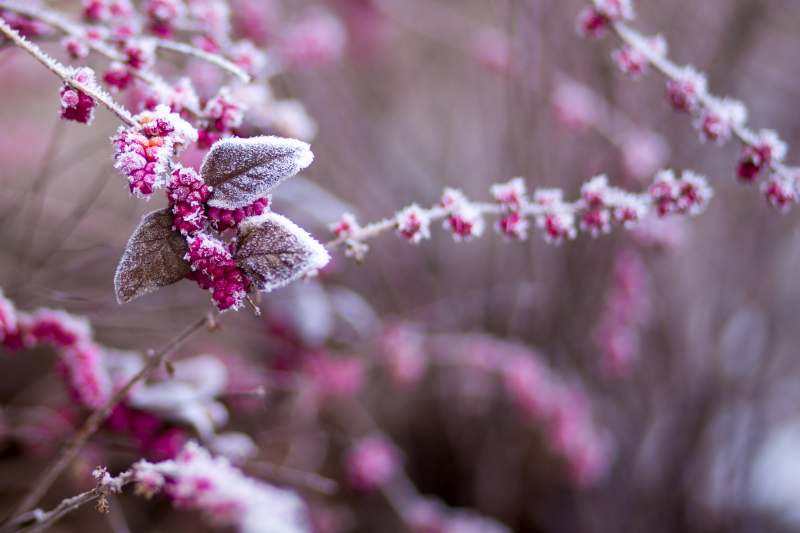winter nature picture closeup blurred frozen flowers 