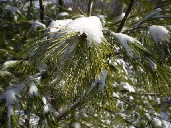 winter nature tree