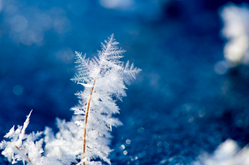 winter picture closeup frozen plant