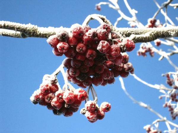 winter rowan berries red