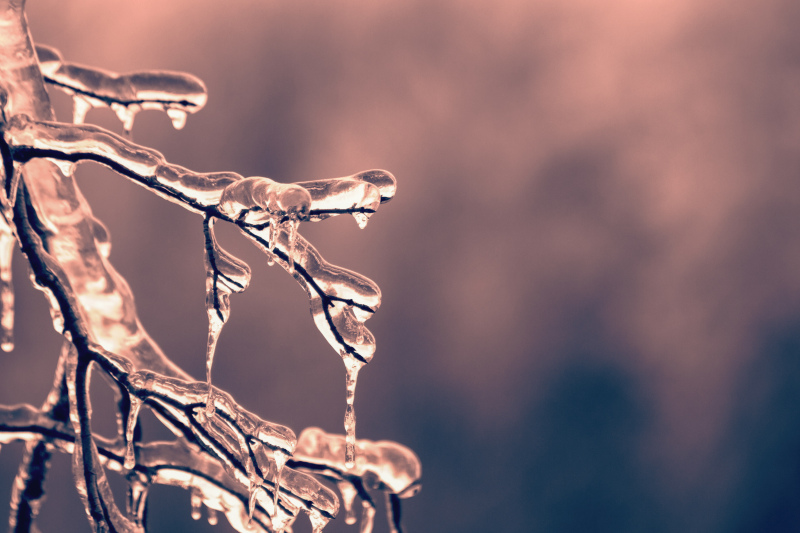 winter scene picture closeup frozen branch