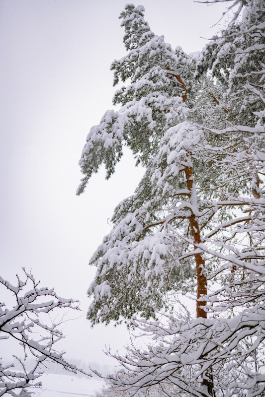 winter scene picture frozen snowy trees