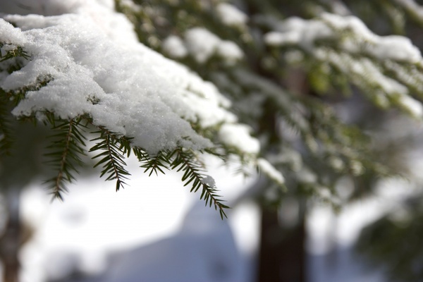 winter snow trees macro