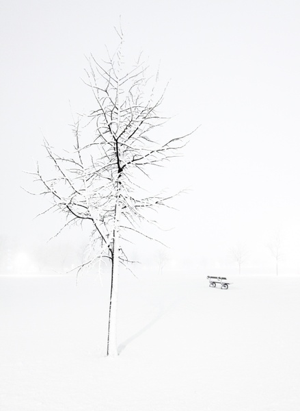 winter tree bench