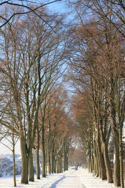 winter tree-lined avenue avenue