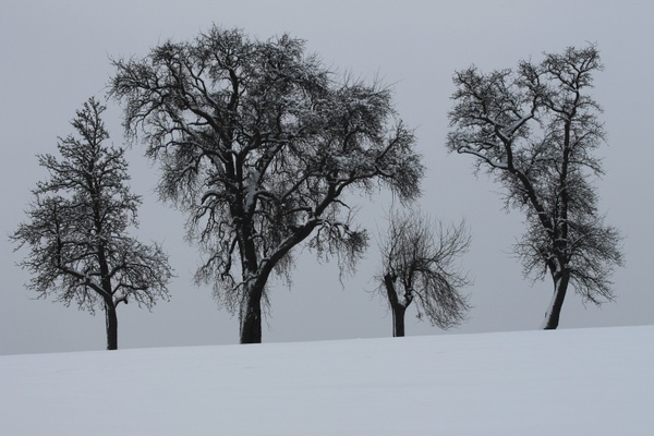 winter trees snow
