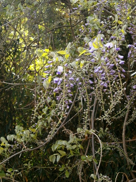 wisteria spring flowers woods 
