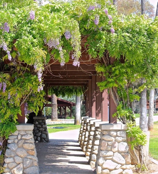 wisteria vine path