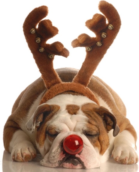 with reindeer antlers red nose puppy