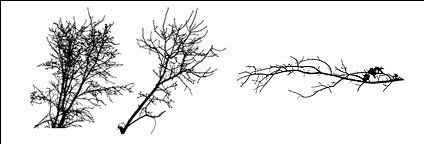 Withered branches of the material