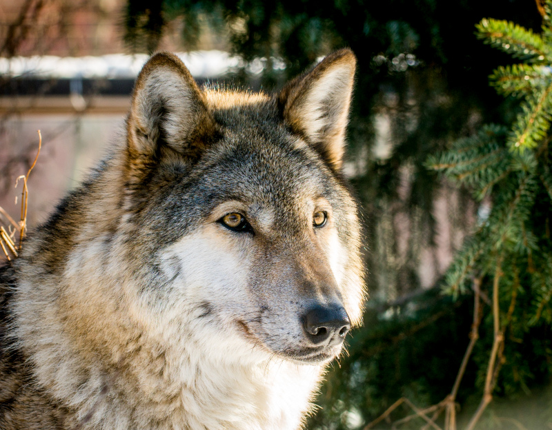 wolf animal picture cute face closeup
