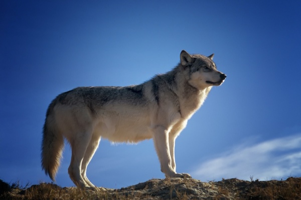 wolf predator wildlife