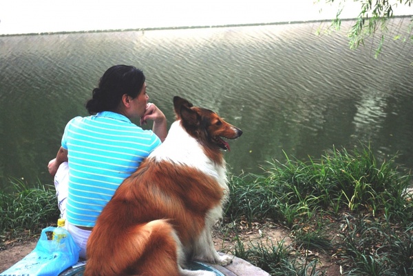 woman and collie