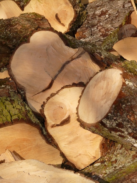 wood firewood saw