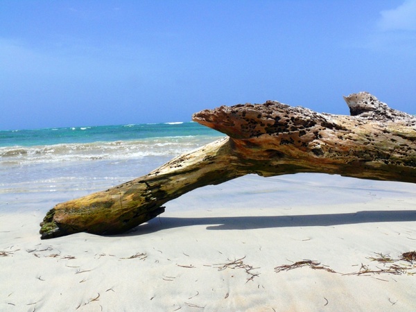 wood on the beach