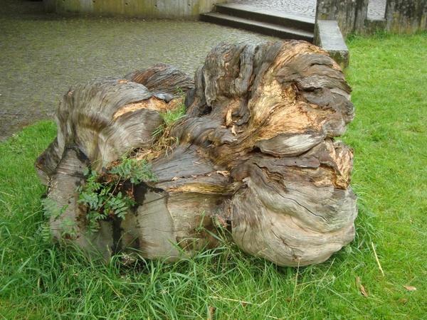 wood root nature