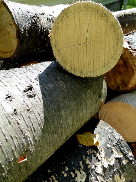 wood trees cut wood