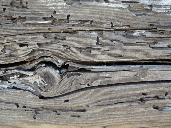 wood wood texture feeding