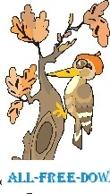 Woodpecker 3 