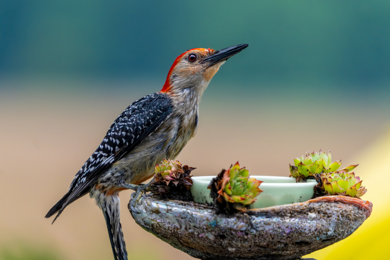 woodpecker picture cute closeup perching bird 