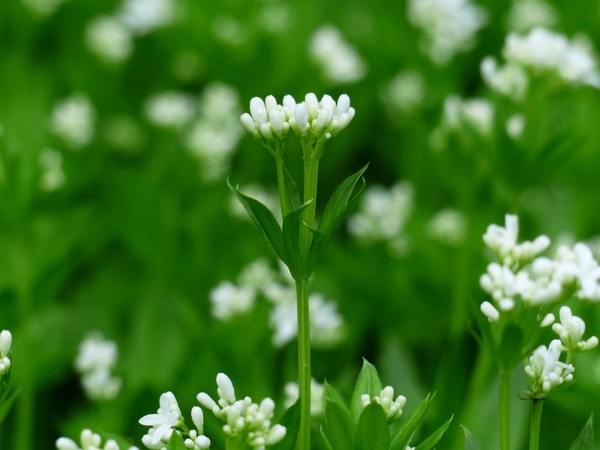 woodruff flower white