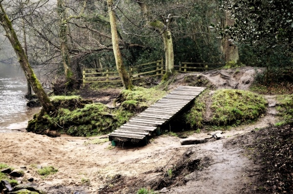 woods path bridge