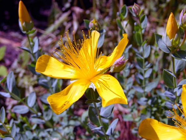 wort hypericum perforatum yellow 