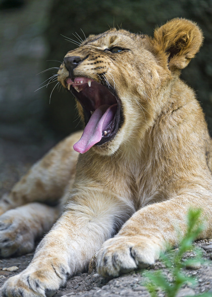 yawning lion cub