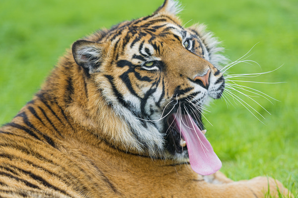 yawning sumatran tiger
