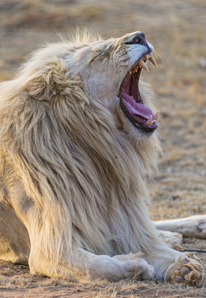 yawning white lion