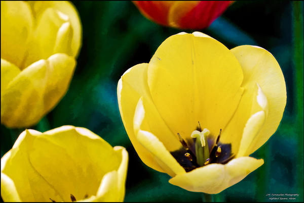 Tulip graphics photos free download 1,024 .jpg files sort by newest ...