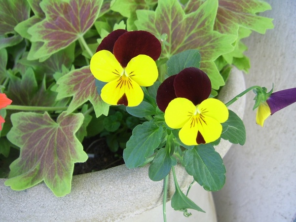 yellow and black pansies