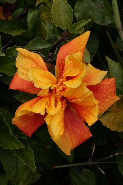 yellow and red hibiscus bloom