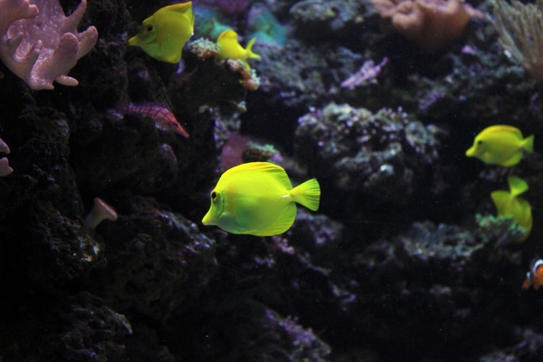 yellow angelfish 