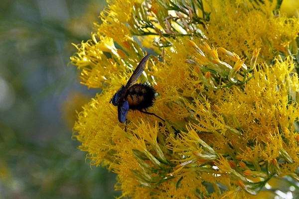yellow bush insect
