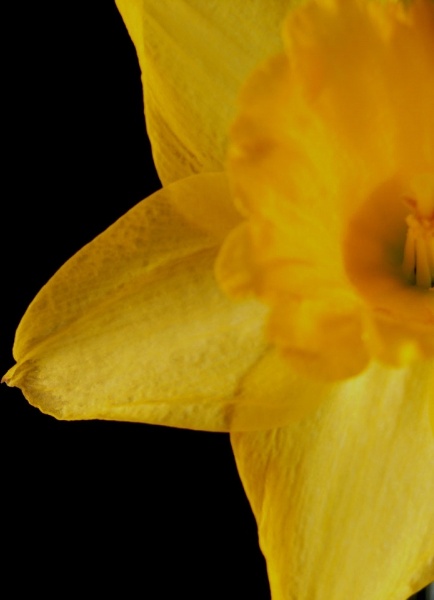 yellow daffodil 
