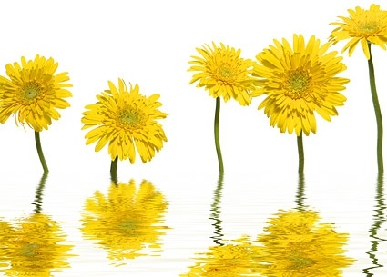 yellow daisies picture