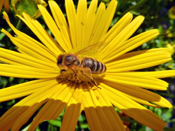 yellow daisy bee