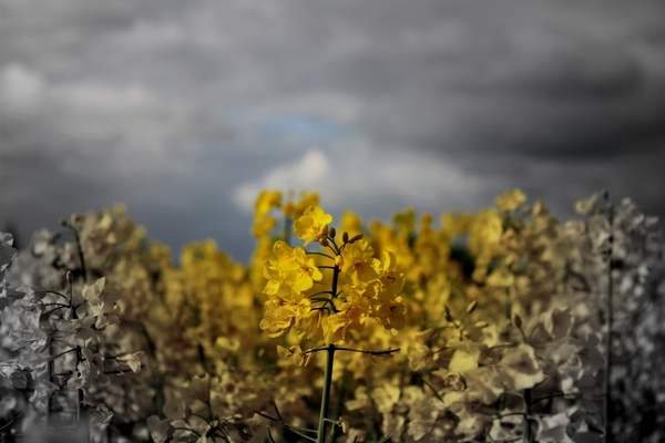 yellow field flora