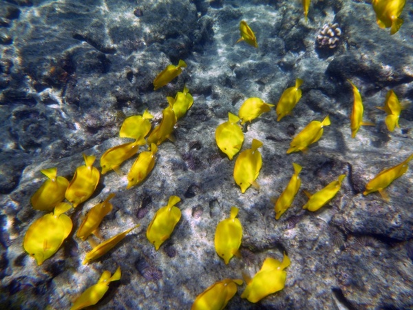 yellow fish underwater
