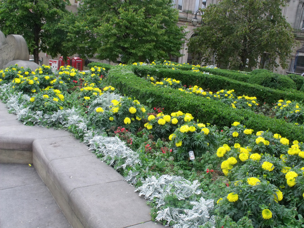 yellow floral display in victoria square