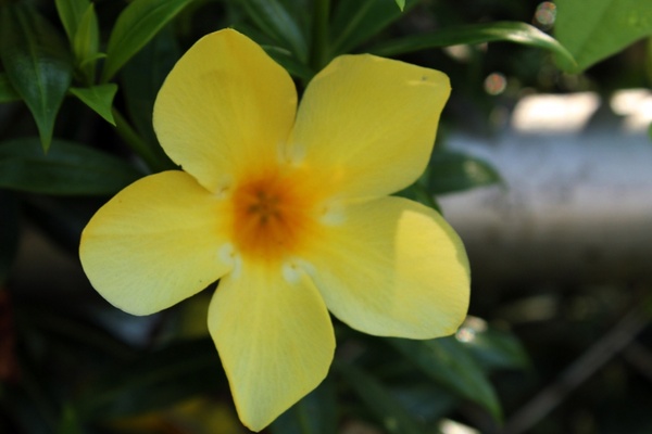 yellow flower 2