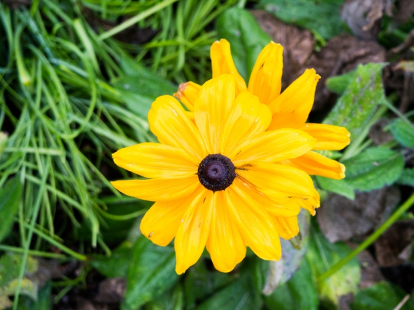 yellow flower 3 