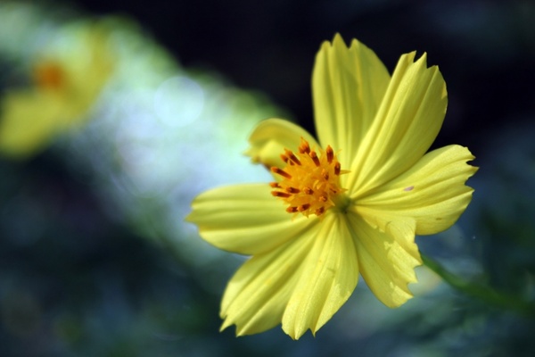 yellow flower background 3