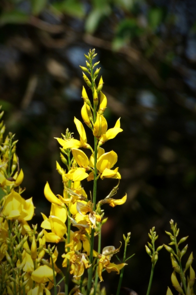 closeup of beautiful yellow flowers in nature