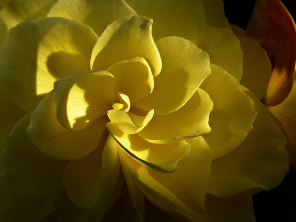 yellow flower garden
