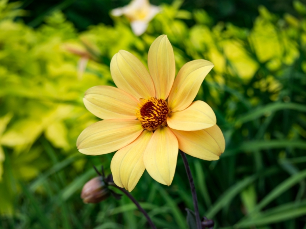 yellow flower in garden 2 
