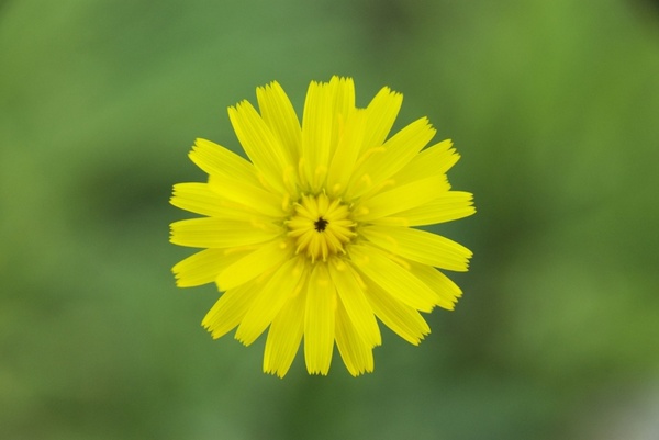 yellow flower madagascar flower