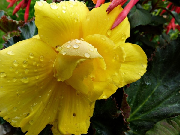 yellow flower rain