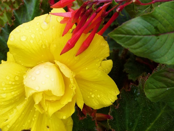 yellow flower raindrops 